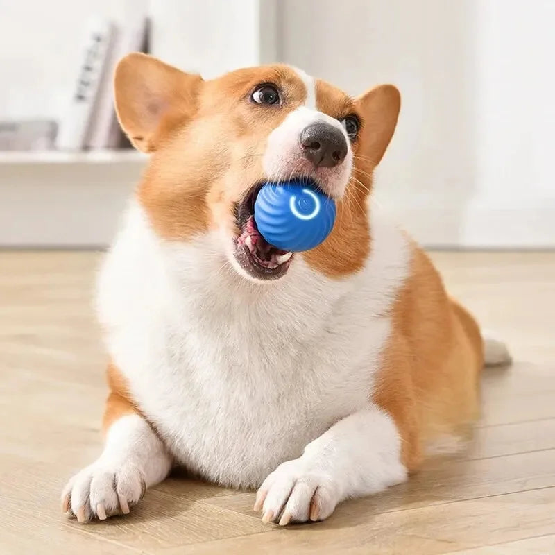 Interactive Pet Bouncing Ball